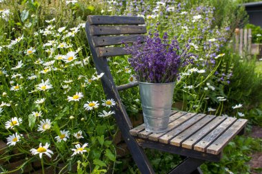 Sandalyedeki vazoda duran güzel lavanta çiçekleri.