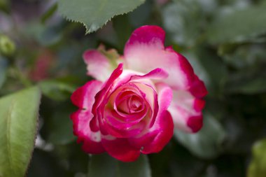 Bahçedeki kırmızı gül - yakın plan