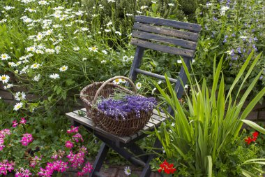 Bahçedeki bitki sarmalı taze bitkiler, çiçekler ve lavantalı eski sandalye.