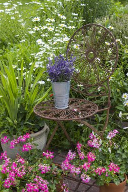 Bahçedeki bitki sarmalı taze bitkiler, çiçekler ve lavantalı eski sandalye.