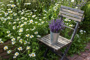 Sandalyedeki vazoda duran güzel lavanta çiçekleri.