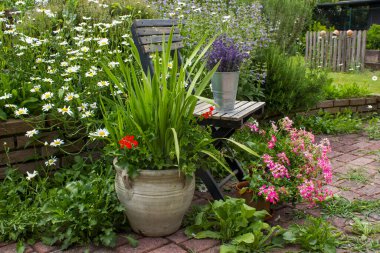 Bahçedeki bitki sarmalı taze bitkiler, çiçekler ve lavantalı eski sandalye.
