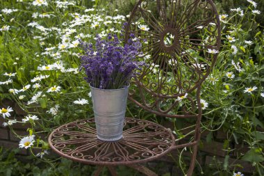 Sandalyedeki vazoda duran güzel lavanta çiçekleri.