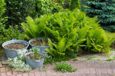Kırsal bahçe - eğreltiotu ve teneke küvette bitkiler