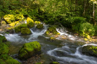 Slovenya 'daki Triglav Ulusal Parkı' nda yosunlu kayaların üzerinden akan orman akıntısı