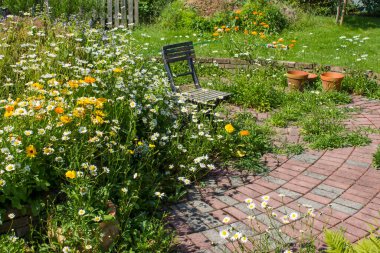 Vahşi bahçe. Bahçedeki bitki sarmalı. Taze bitkiler, çiçekler ve eski sandalyeler.