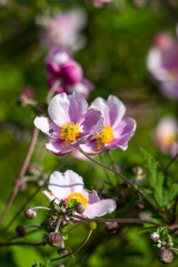 Anemone hupehensis. Genellikle Çin şakayığı ya da Japon şakayığı, yüksük otu ya da yel çiçeği olarak bilinir.