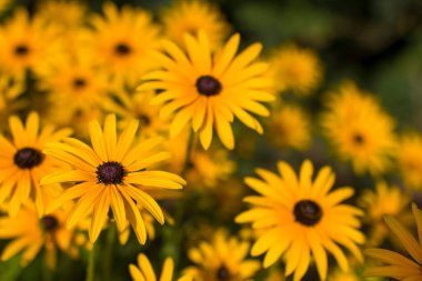 Çiçekler - Rudbeckia fulgida ya da Goldsturm bahçede çiçek açmış.