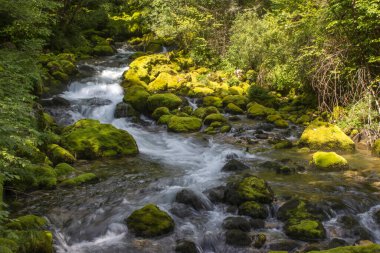Slovenya 'daki Triglav Ulusal Parkı' nda yosunlu kayaların üzerinden akan orman akıntısı