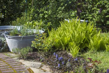 Kırsal bahçe - eğreltiotu ve teneke küvette bitkiler