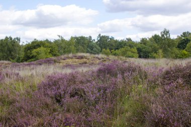Hollanda 'daki Maasduinen Ulusal Parkı' nda Heathland