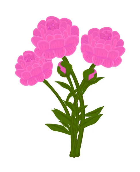 Bouquet Peonie Rosa Illustrazione — Vettoriale Stock