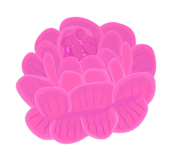 Einzelne Rosa Pfingstrosenknospe Einfarbige Abbildung Diese Blume Ist Ein Symbol — Stockvektor