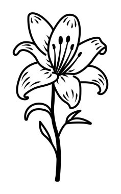 Tek siyah çizgili zambak çiçeği, saplı ve yapraklı açık tomurcuk, vektör çizgisi çizimi