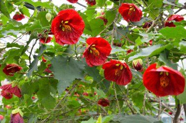 Kırmızı amber çiçekleri (Çin gülü, Çin amfibiği, Hawaii amblemi) Polonya 'da tropikal bahçede, çiçekli arka planda. Seçici odak.