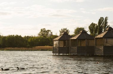 Wooden houses on the river against the background of reeds. Ducks swim in the foreground