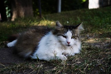 Gri beyaz bir kedi tembelce bir çiçek tarlasında yatıyor, hoşnutsuzca güneşe bakıyor..