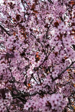 Bahçede pembe çiçeklerle açan bahar ağaçları (sakura). Bahar arkaplanı.