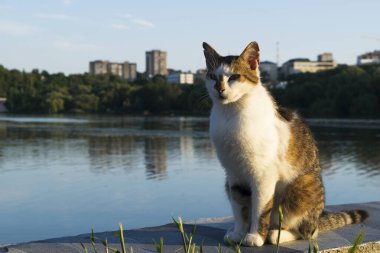 Üç renkli bir kedi beton bir rıhtımda nehrin ve şehrin arka planında oturuyor.