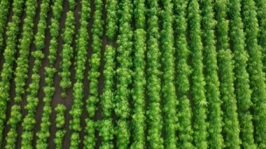 Yeşil pamuk tarlasının insansız hava aracı görüntüsü