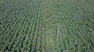 Tarlada yetişen pamukların dronu