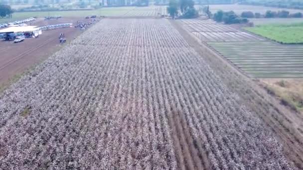 上空ゆっくりと動く無人機からの綿の空中映像 — ストック動画