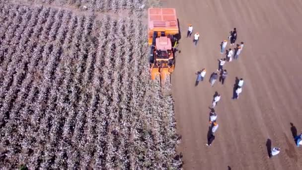 Aerial Footage Vast Cotton Field Showing Both Post Harvest — Stock Video