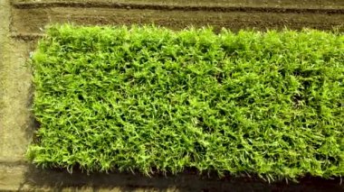  Çiçek açan tecavüz sahaları ve mavi gökyüzünün havadan görünüşü. Yaz doğa manzarası. İnsansız hava aracı görüntüleri