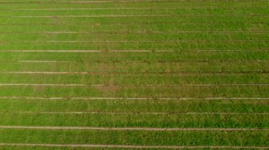 Gün batımında bir mısır tarlasında uçan dron. İnsansız hava aracı yeşil tarım mısır tarlası üzerinde uçuyor. Bir mısır tarlasının güzel yaz manzarası