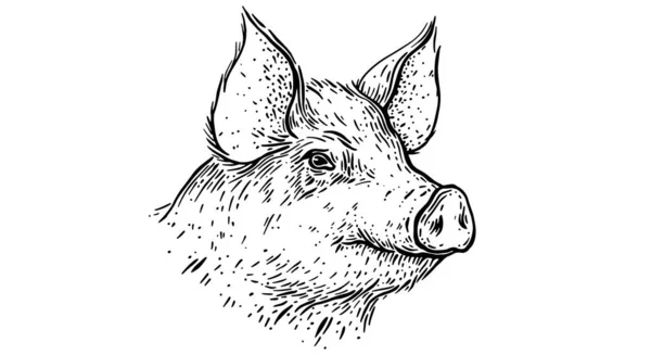 Pork Pig Head Vintage Retro Print Black White Pig Sketch — Stock Vector