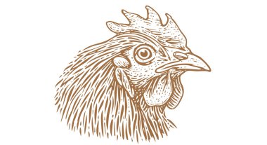 Tavuk, tavuk kafalı. Eski moda baskı, tavuk eskizi mürekkep kalemi tarzı çizim, eski usul oyma. Resim çizimi silueti, baş tavuk, beyaz arka plan. Yan görüntü profili. Vektör İllüstrasyonu
