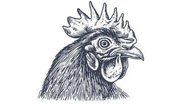 Tavuk, tavuk kafalı. Eski moda baskı, tavuk eskizi mürekkep kalemi tarzı çizim, eski usul oyma. Resim çizimi silueti, baş tavuk, beyaz arka plan. Yan görüntü profili. Vektör İllüstrasyonu