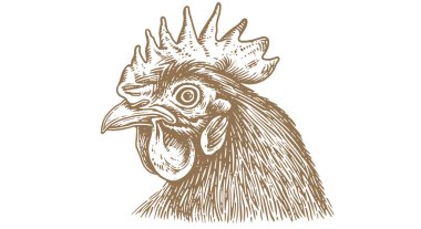 Tavuk, tavuk kafalı. Eski moda baskı, tavuk eskizi mürekkep kalemi tarzı çizim, eski usul oyma. Resim çizimi silueti, baş tavuk, beyaz arka plan. Yan görüntü profili. Vektör İllüstrasyonu