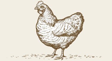 Tavuk, tavuk, robot resim. Antika baskı, tavuk, tavuk, mürekkep şeklinde çizim, eski usul oyma. Çizim çizimi, siluet tavuk, beyaz arka planda izole edilmiş tavuk. Vektör İllüstrasyonu