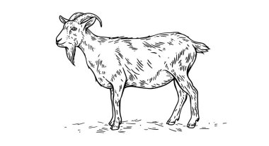 Keçi. Eski moda baskı, siyah beyaz keçi çizimi, çizim mürekkebi, eski usul oyma. Çizim çizimi, boynuzlu siluet keçi. Yan görünüm keçisi. Vektör İllüstrasyonu