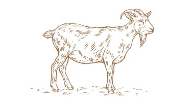 Keçi. Eski moda baskı, siyah beyaz keçi çizimi, çizim mürekkebi, eski usul oyma. Çizim çizimi, boynuzlu siluet keçi. Yan görünüm keçisi. Vektör İllüstrasyonu