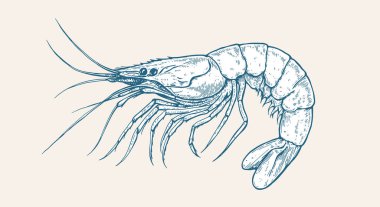 Karides, deniz ürünleri, eskiz. Antika baskı, deniz mahsulleri karides eskizi, deniz yaşamı, mürekkep kalem stili çizim, eski okul çizimi, elle çizilmiş. Çizim karidesi. Vektör İllüstrasyonu