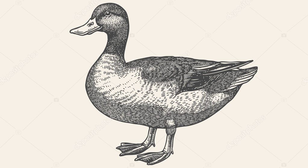 Duck, mallard sketch. Vintage retro print, black white Duck, mallard drake drawing, engrave old school style. Sketch artwork silhouette duck, mallard drake on white background. Vector Illustration