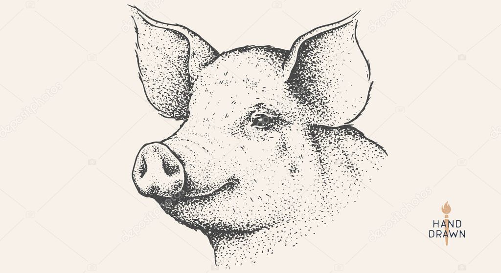 Pork, pig, hog. Hand drawn. Vintage retro print, black white pig head, pork drawing, engrave old school style. Sketch artwork ink pencil style drawing. Butchery, pork pig farm. Vector Illustration