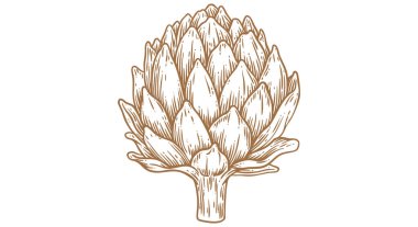 Enginar, organik sebze taslağı. Eski moda baskı, siyah beyaz enginar çizimi, mürekkep kalemi çizimi, eski usul oyma. Çizim çizimi silueti enginar. Vektör İllüstrasyonu