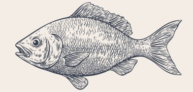 Çipura, balık, Dorado, deniz ürünleri, skeç. Antika baskı, deniz ürünleri eskizi, deniz hayatı, mürekkep kalem stili eski okul çizimi, el çizimi. Çizim sanatı balığı. Görüntü