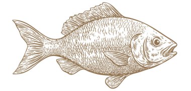 Çipura, balık, Dorado, deniz ürünleri, skeç. Antika baskı, deniz ürünleri eskizi, deniz hayatı, mürekkep kalem stili eski okul çizimi, el çizimi. Çizim sanatı balığı. Görüntü