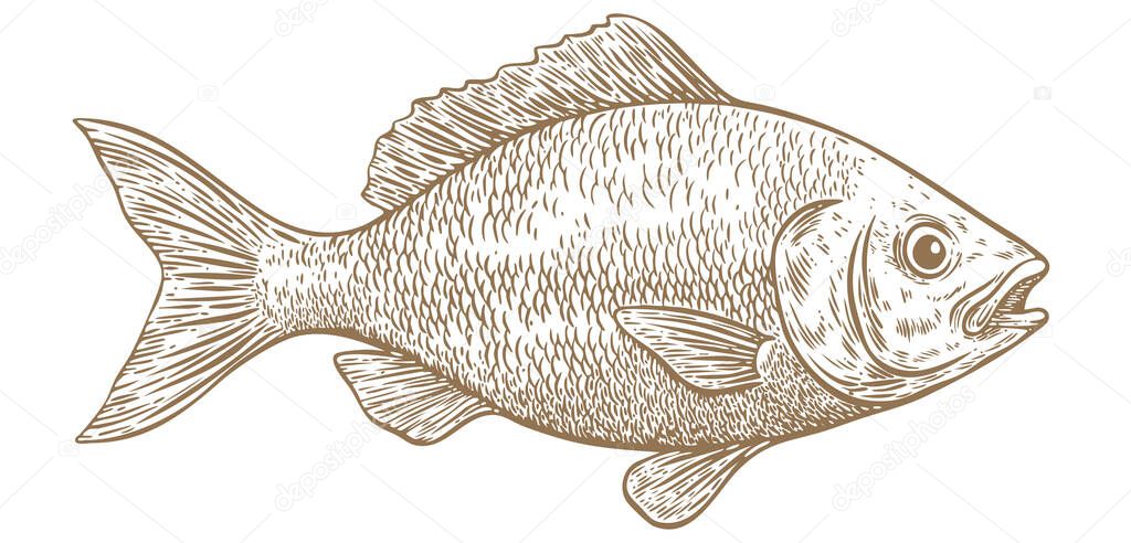 Gilt-head bream, fish, Dorado, seafood, sketch. Vintage retro print, seafood fish sketch, sea life, ink pencil style drawing engrave old school sketch, hand drawn. Sketch artwork fish. Illustration