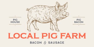 Domuz, domuz, domuz çizimi. Eski model baskı, siyah beyaz çiftlik domuz çizimi mürekkep kalem stili çizim, eski usul oyma. Çizim çizimi, siluet domuz, beyaz arka plan. Vektör İllüstrasyonu