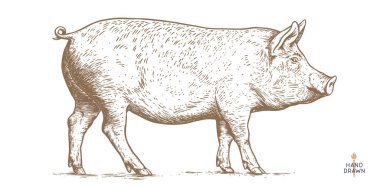 Domuz, domuz kafalı. Eski moda baskı, siyah beyaz domuz çizimi mürekkep stili çizim, eski usul oyma. Çizim çizimi, siluet baş domuz, beyaz arkaplan. Yan görüntü profili. Vektör İllüstrasyonu