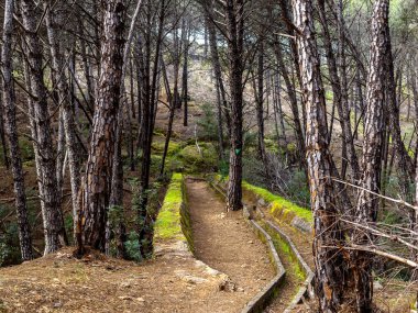 Bahar çam ormanında güzel bir patika. 