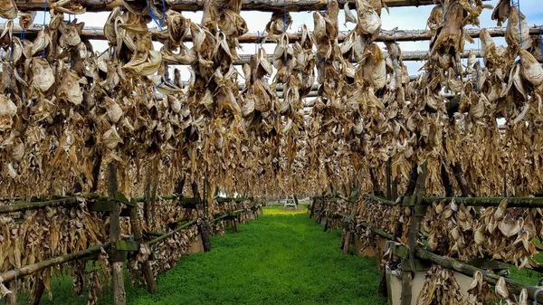 Dried cod heads hanging on drying rack in Iceland