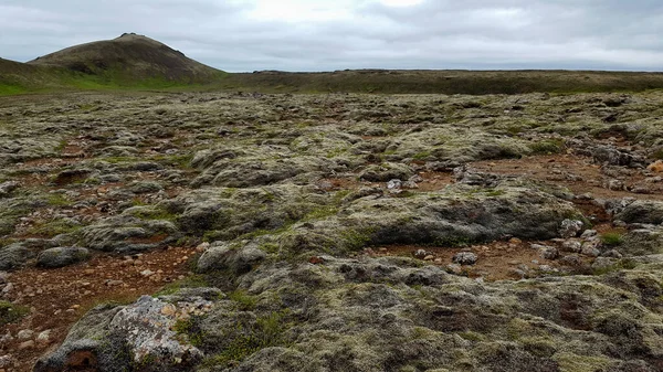 Travel to Iceland. Icelandic moss cover volcanic rocks. Reykjadalur Valley
