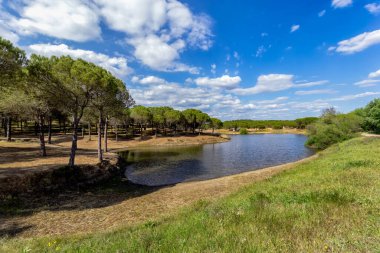 Güzel doğa manzarası çam ağacından yeşil orman. Çam ağaçlı bir ormanda mavi su.