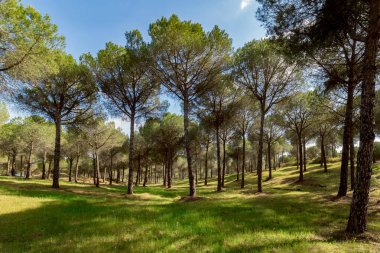 Güzel bir bahar ormanı. Çam ormanında sabah oldu. Çam ağaçları olan vahşi doğa ormanı.